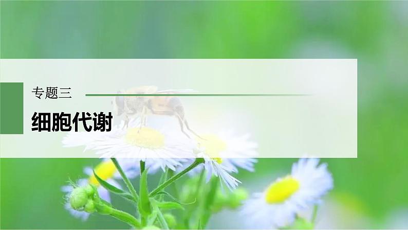 2023届高考生物二轮复习语言表达(二)细胞代谢中相关现象的原因分析课件01