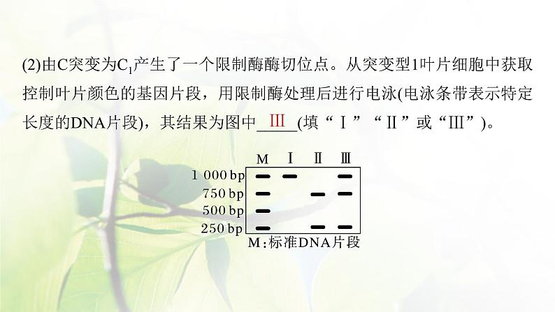2023届高考生物二轮复习语言表达(三)遗传实验中相关推理分析课件第6页