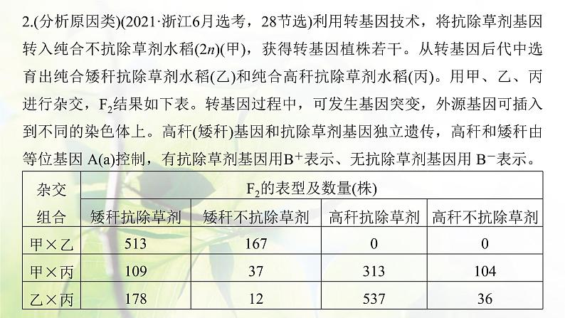 2023届高考生物二轮复习语言表达(三)遗传实验中相关推理分析课件第8页