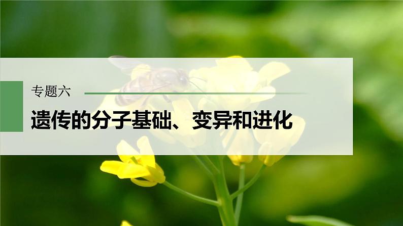 2023届高考生物二轮复习语言表达(四)变异类型的确定课件第1页