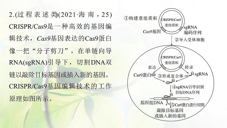 2023届高考生物二轮复习语言表达(七)生物工程中相关原理、过程分析课件第7页