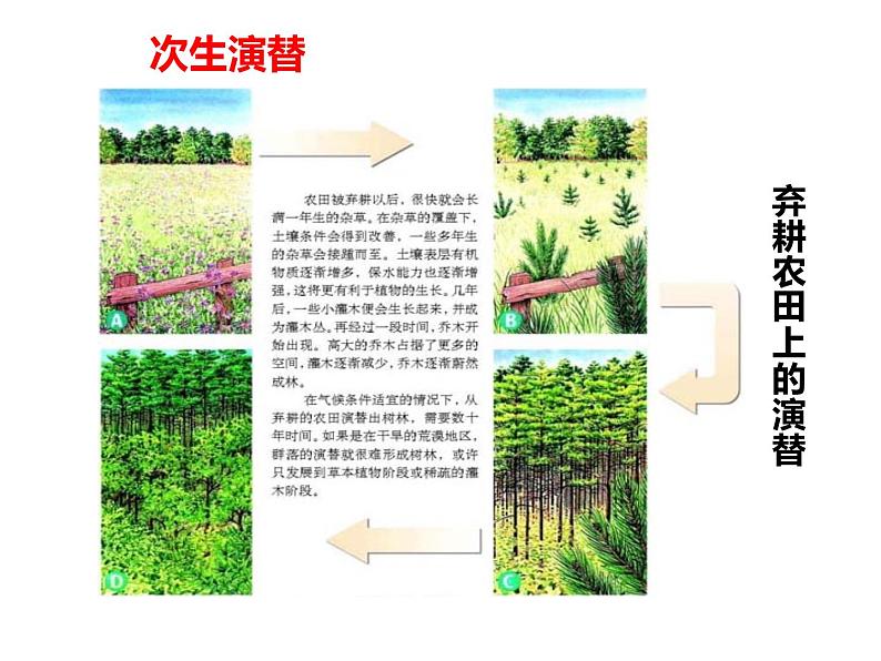 2.3  群落的演替 课件 2022——2023学年高二上学期生物人教版选择性必修2第8页