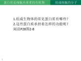 2.4蛋白质是生命活动的主要承担者课件2022-2023学年高一上学期生物人教版必修1