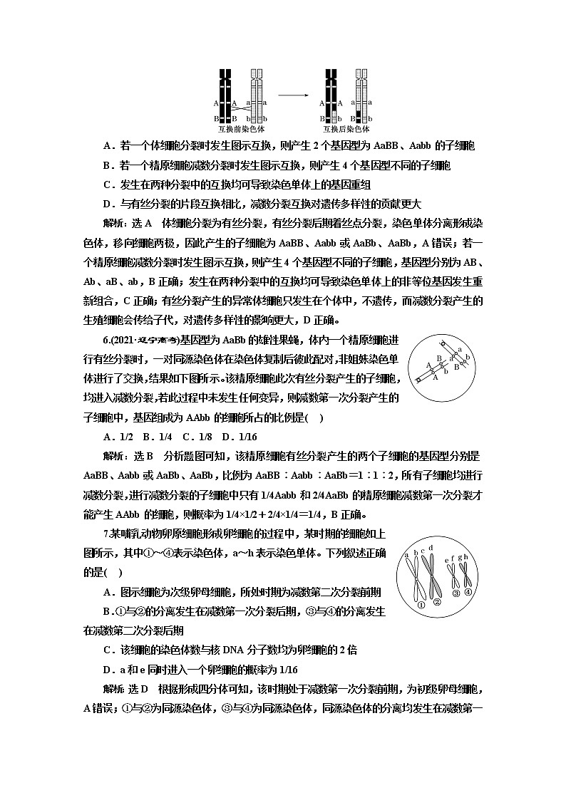2023届高考生物二轮复习细胞分裂中变异类型和标记染色体去向的分析作业含答案第3页