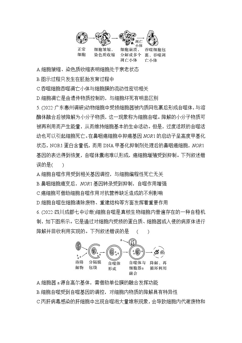 2023届高考生物二轮复习细胞自噬与细胞凋亡作业含答案第2页