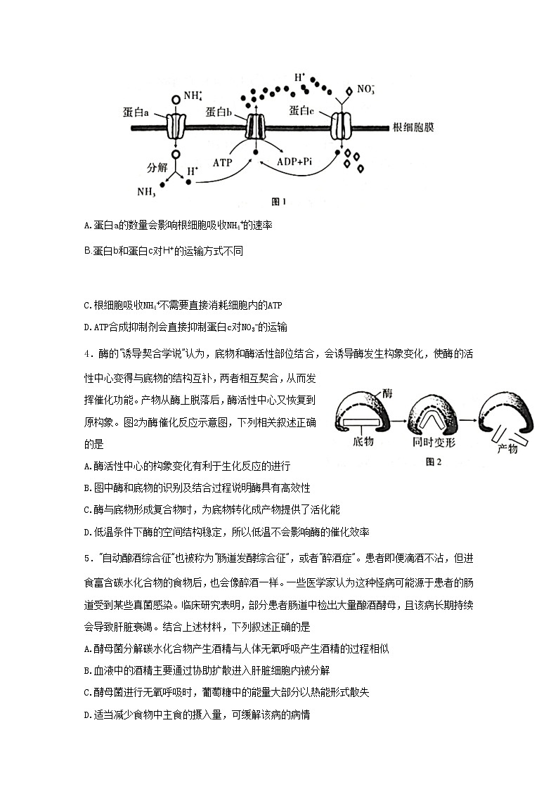 重庆市第八中学2023届高考生物适应性月考卷（四）试卷（Word版附解析）第2页