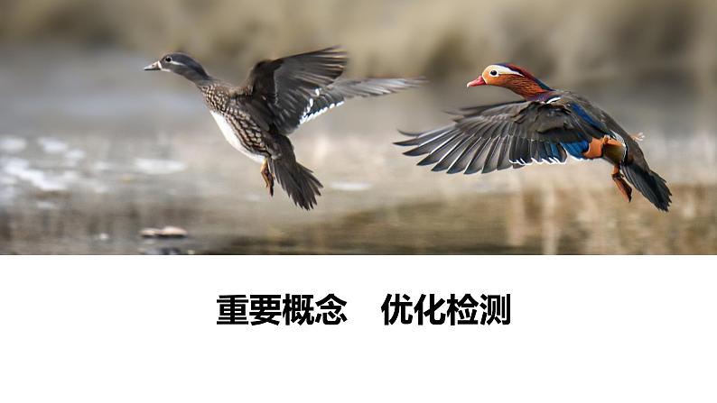 2023届高考生物二轮复习变异和进化课件(多项选择)第6页