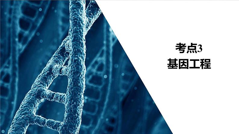 2023届高考生物二轮复习基因工程课件(多项选择)第3页