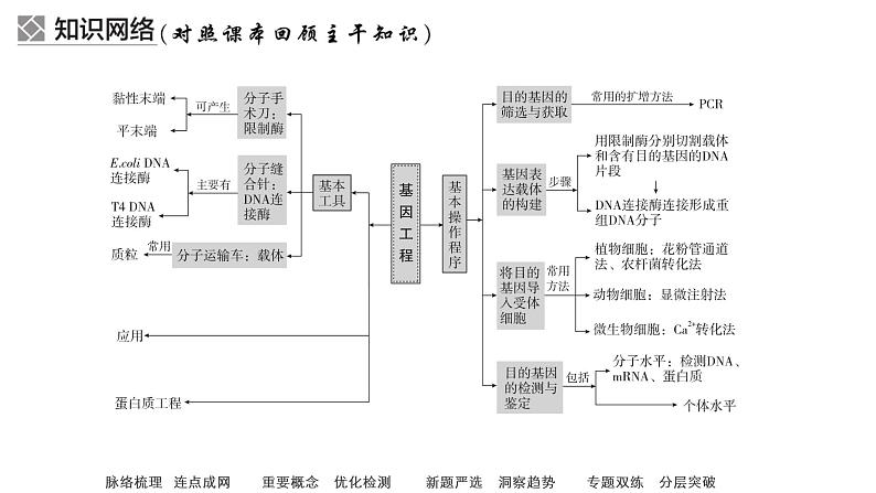 2023届高考生物二轮复习基因工程课件(多项选择)第6页