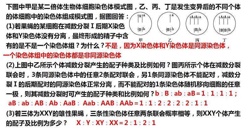 2022届高三生物一轮复习课件： 染色体结构和数目变异第2页