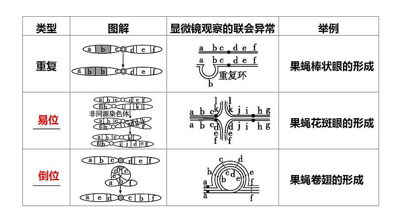 2022届高三生物一轮复习课件： 染色体结构和数目变异第4页