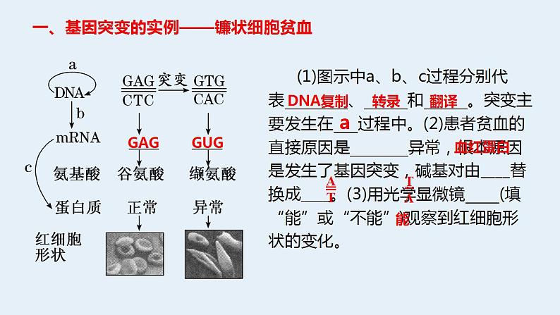 2022届高三生物一轮复习课件：基因突变与细胞的癌变第2页