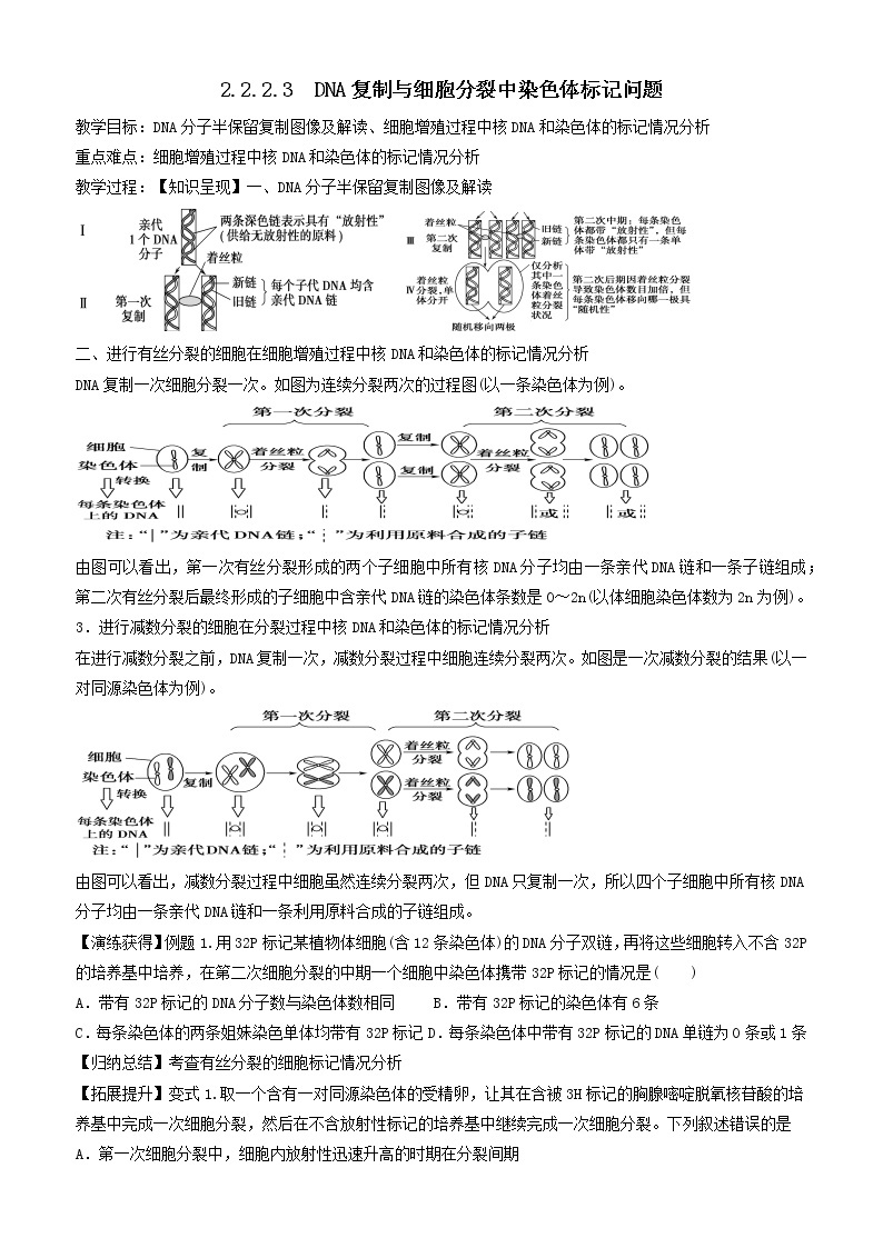 2023届高三生物一轮复习教案DNA复制与细胞分裂中染色体标记问题01