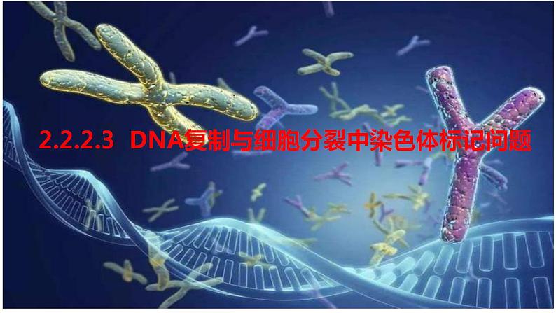 2023届高三生物一轮复习课件  DNA复制与细胞分裂中染色体标记问题第1页