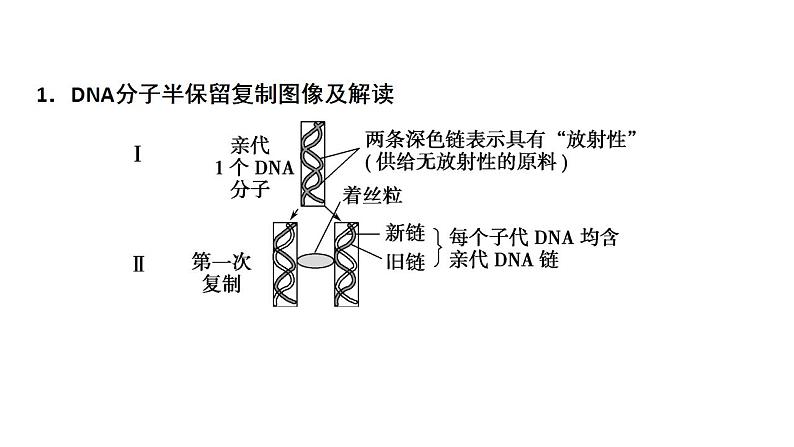 2023届高三生物一轮复习课件  DNA复制与细胞分裂中染色体标记问题第2页