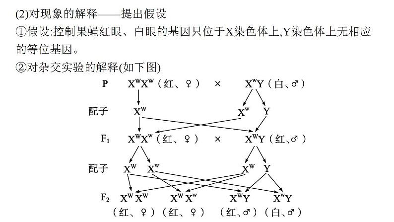 2023届高三生物一轮复习课件  基因在染色体上的假说与证据第5页