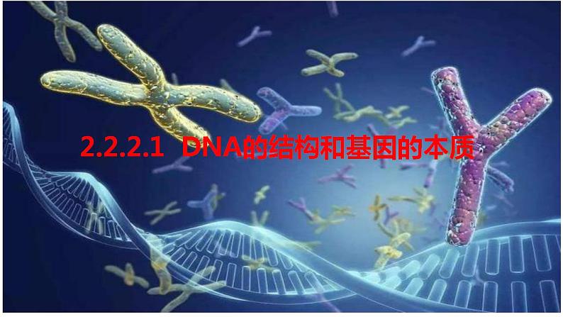 2023届高三生物一轮复习课件 DNA的结构和基因的本质01