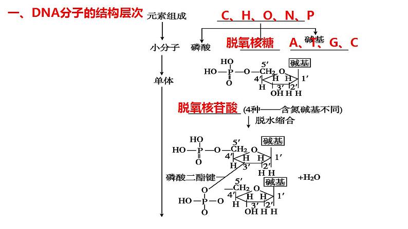 2023届高三生物一轮复习课件 DNA的结构和基因的本质02