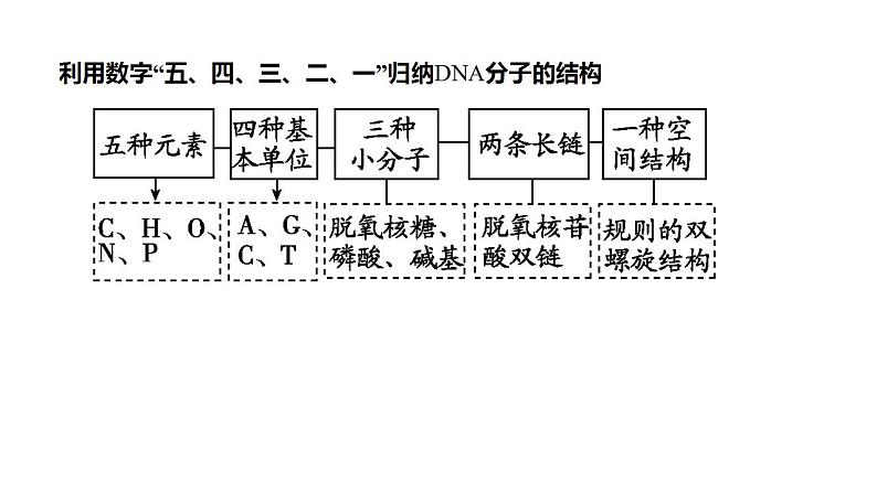 2023届高三生物一轮复习课件 DNA的结构和基因的本质04