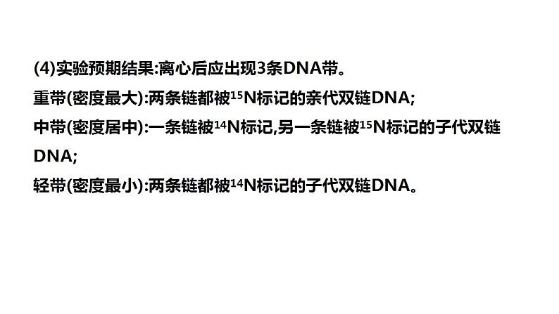 2023届高三生物一轮复习课件 DNA分子的复制及相关计算第3页