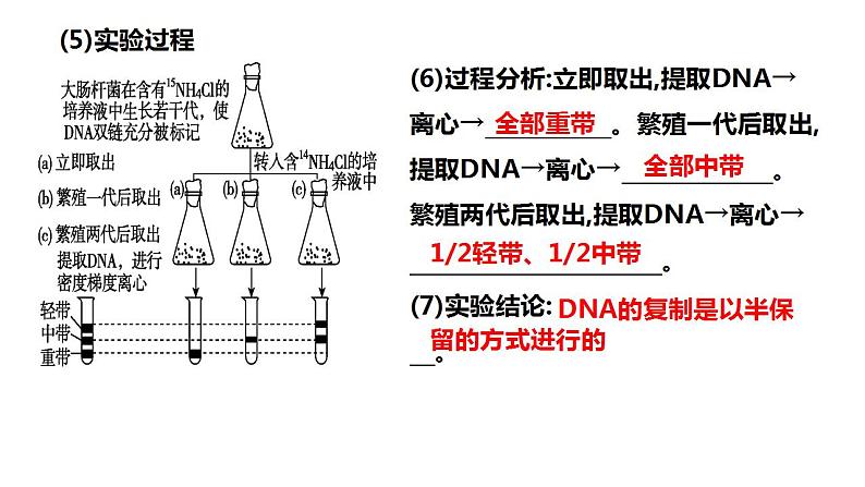 2023届高三生物一轮复习课件 DNA分子的复制及相关计算第4页