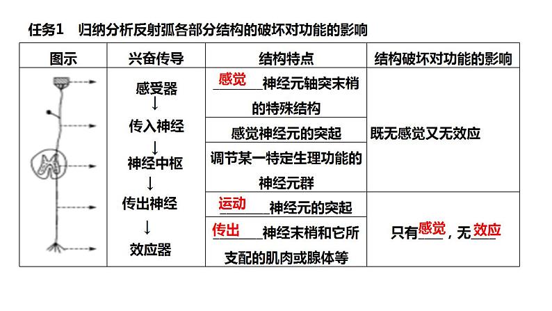 2023届高三生物一轮复习课件：神经调节的基本方式和结构基础第3页