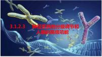 2023届高三生物一轮复习课件：神经系统的分级调节和人脑的高级功能