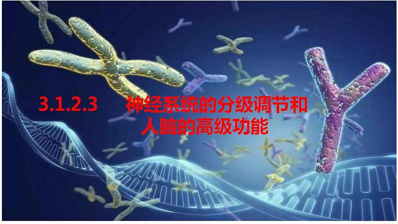 2023届高三生物一轮复习课件：神经系统的分级调节和人脑的高级功能第1页