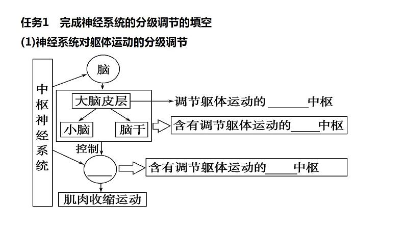 2023届高三生物一轮复习课件：神经系统的分级调节和人脑的高级功能第3页