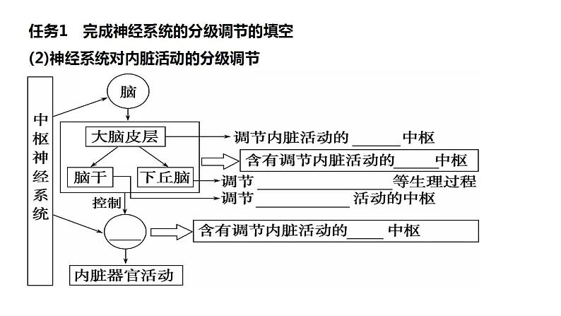 2023届高三生物一轮复习课件：神经系统的分级调节和人脑的高级功能第4页