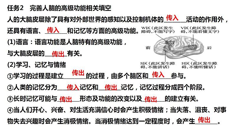 2023届高三生物一轮复习课件：神经系统的分级调节和人脑的高级功能第5页