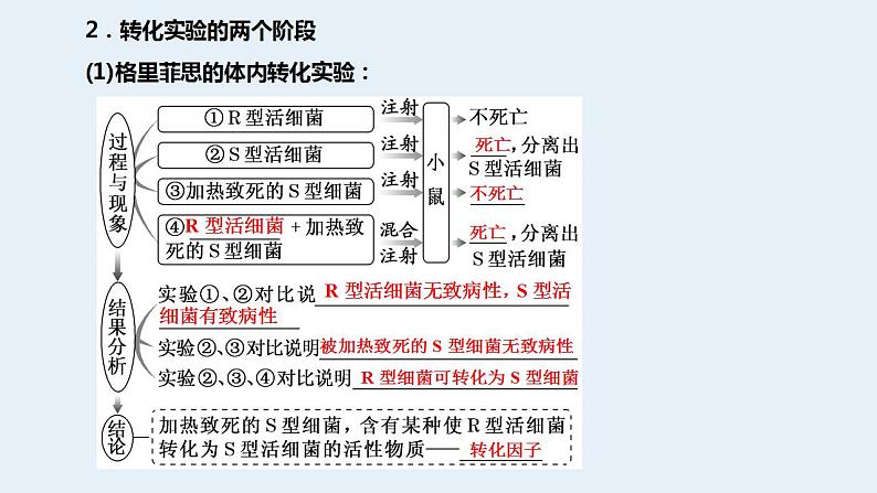 2023届高三生物一轮复习课件肺炎链球菌的转化实验第3页