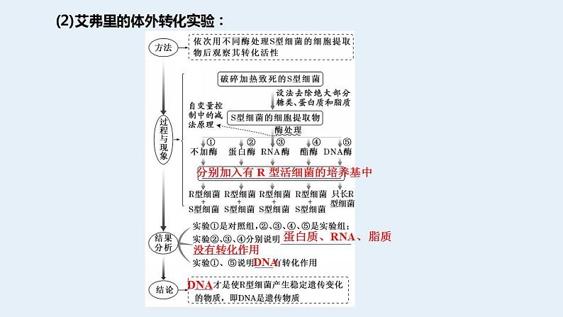 2023届高三生物一轮复习课件肺炎链球菌的转化实验第4页