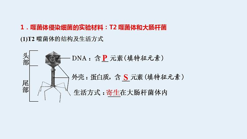 2023届高三生物一轮复习课件噬菌体侵染细菌的实验(1)02