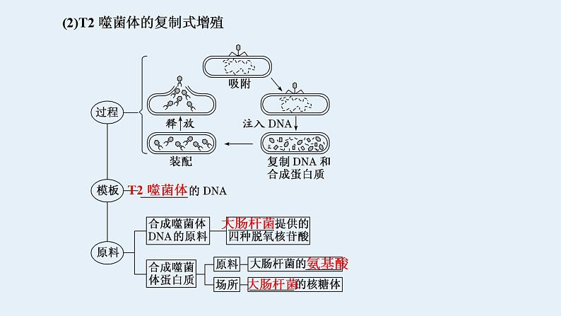 2023届高三生物一轮复习课件噬菌体侵染细菌的实验(1)03