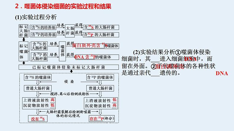 2023届高三生物一轮复习课件噬菌体侵染细菌的实验(1)04