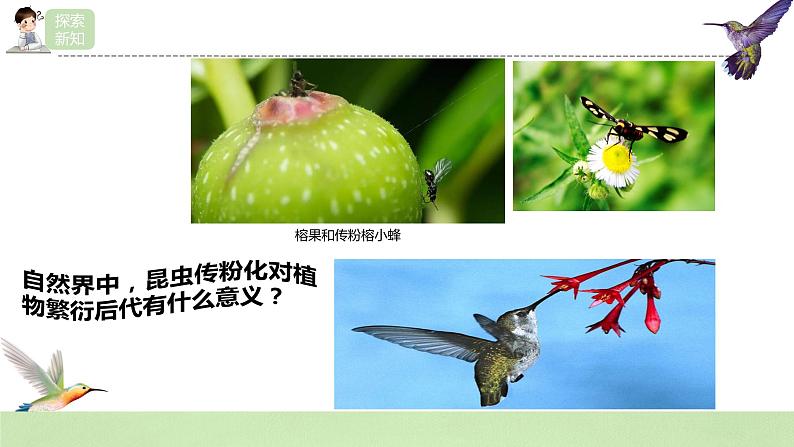 【核心素养】人教版高中生物必修二6.4《协同进化与生物多样性的形成》课件PPT+教案+练习07