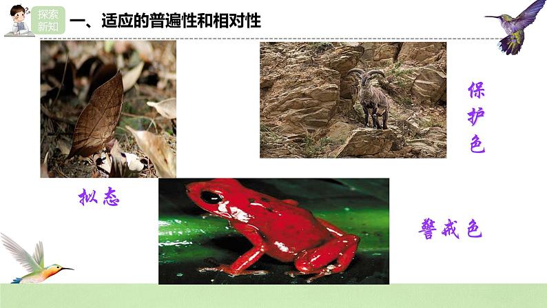 【核心素养】人教版高中生物必修二6.2《自然选择与适应的形成》课件PPT+教案+练习06