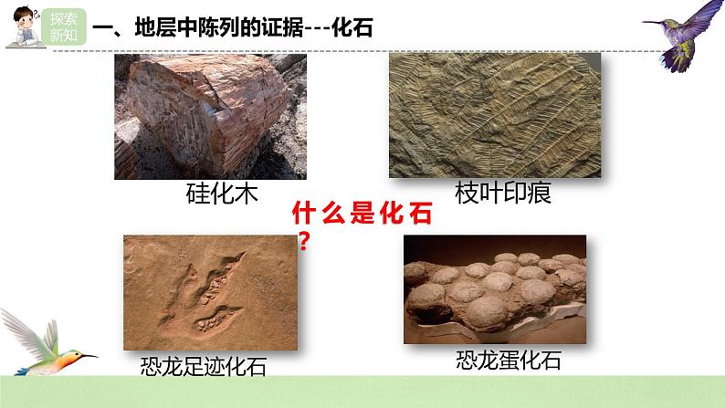 【核心素养】人教版高中生物必修二6.1《生物有共同祖先的证据》课件PPT+教案+练习06