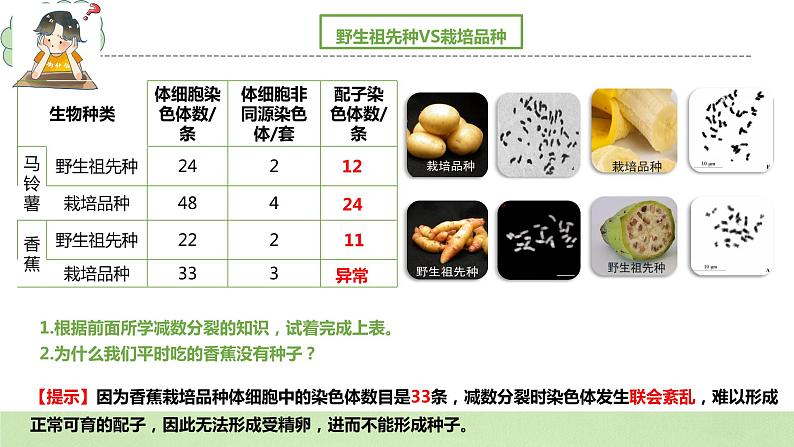 【核心素养】人教版高中生物必修二5.2《染色体变异》课件PPT+教案+练习03