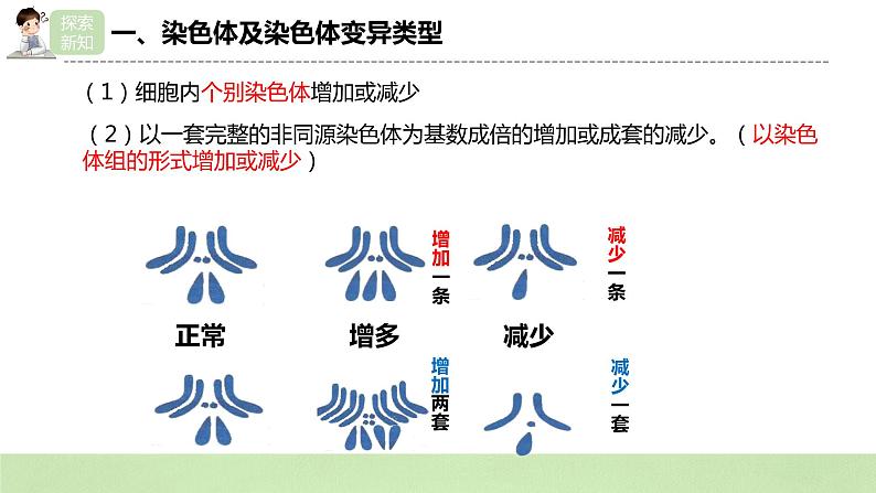 【核心素养】人教版高中生物必修二5.2《染色体变异》课件PPT+教案+练习08