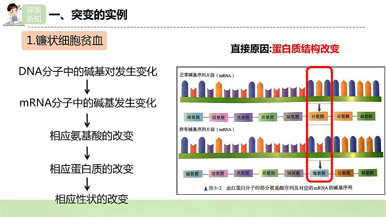 2019人教版高中生物必修二5.1《基因突变和基因重组》课件第7页