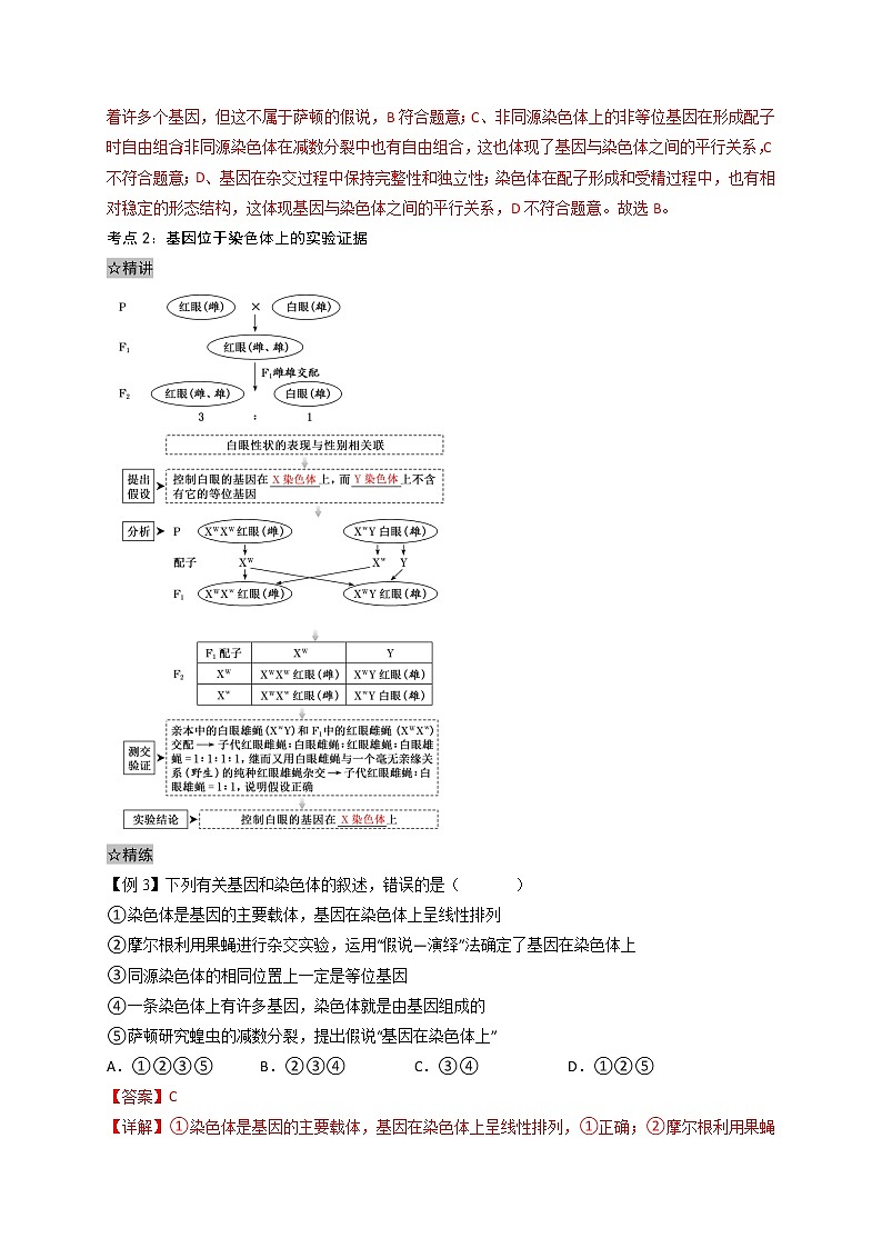 2.2 基因在染色体上-最新高一下学期生物同步考点精讲精练（人教版2019必修2）02