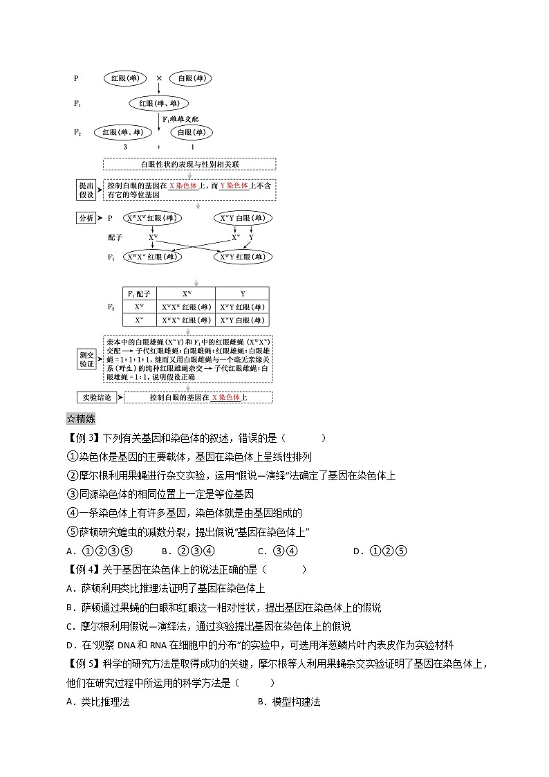 2.2 基因在染色体上-最新高一下学期生物同步考点精讲精练（人教版2019必修2）02
