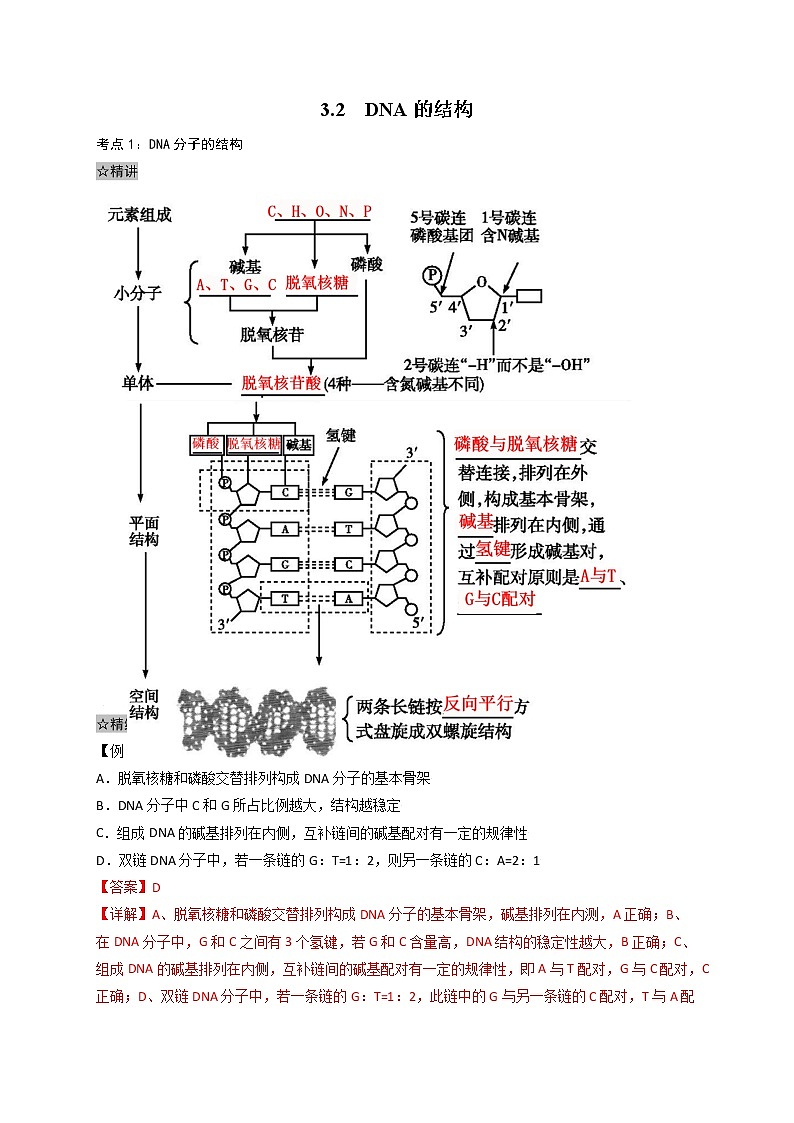 3.2 DNA的结构-最新高一下学期生物同步考点精讲精练（人教版2019必修2）01