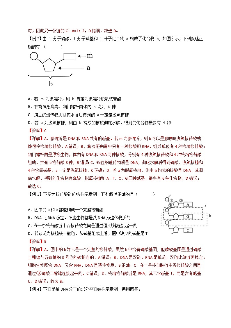 3.2 DNA的结构-最新高一下学期生物同步考点精讲精练（人教版2019必修2）02