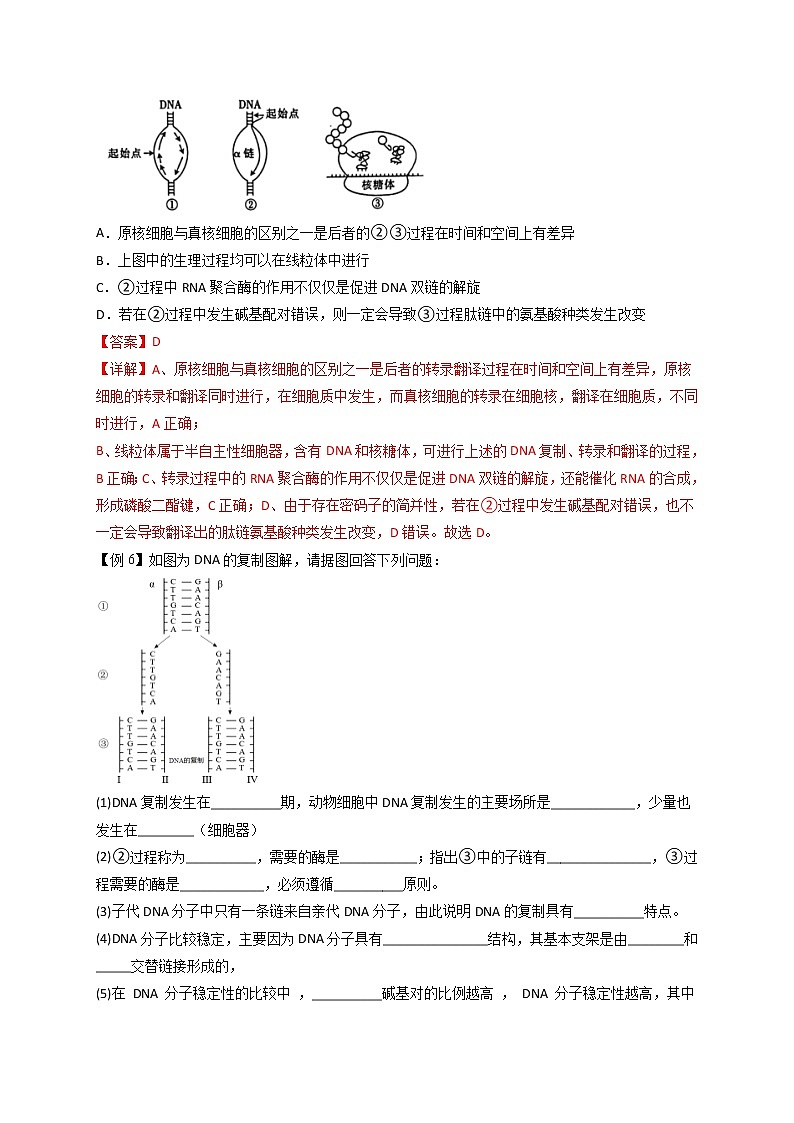 3.3 DNA的复制-最新高一下学期生物同步考点精讲精练（人教版2019必修2）（解析版）第3页