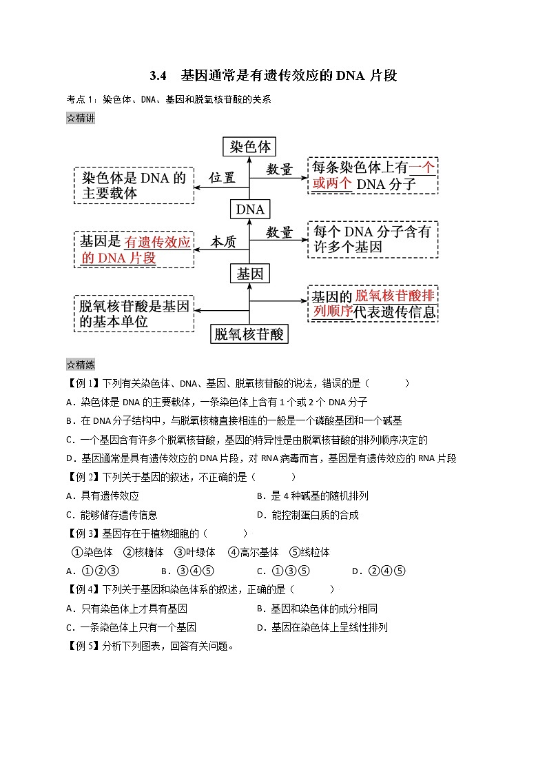 3.4 基因通常是有遗传效应的DNA片段-最新高一下学期生物同步考点精讲精练（人教版2019必修2）（原卷版）第1页