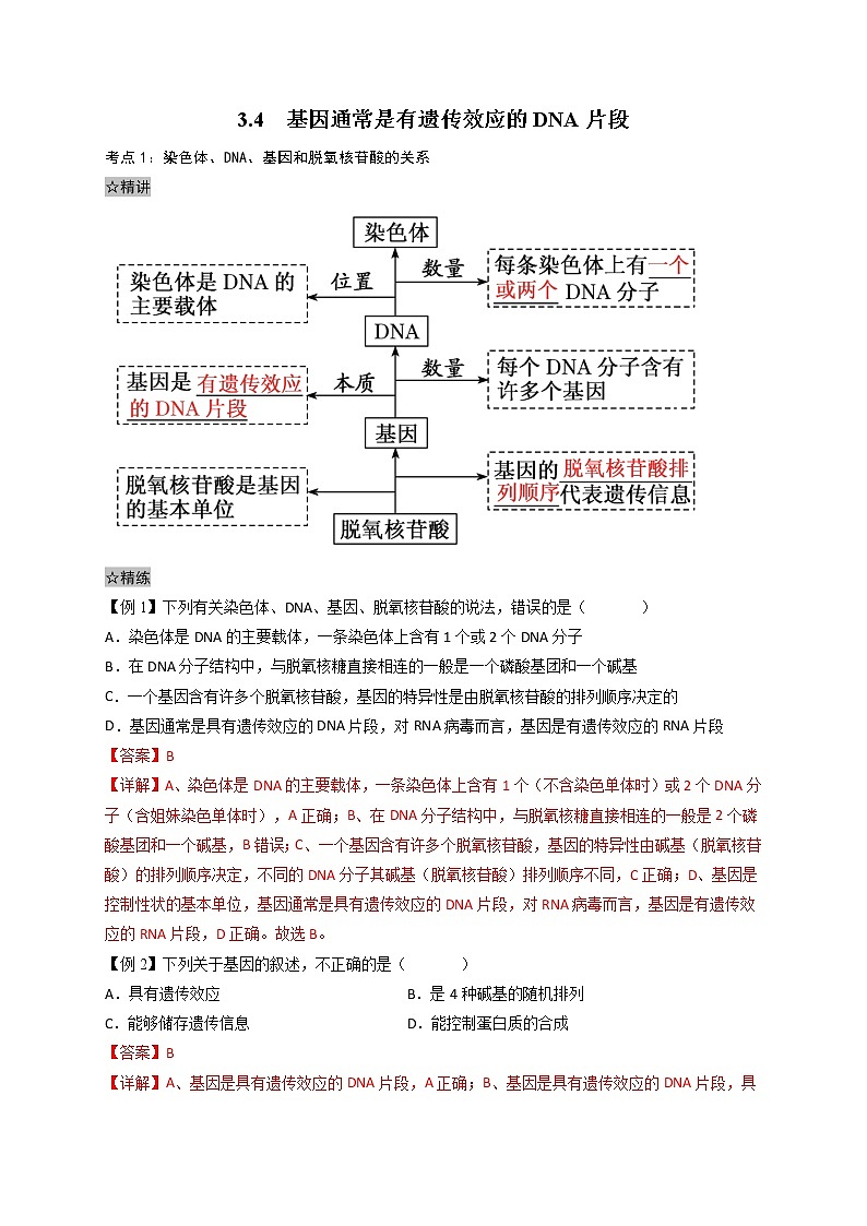 3.4 基因通常是有遗传效应的DNA片段-最新高一下学期生物同步考点精讲精练（人教版2019必修2）（解析版）第1页