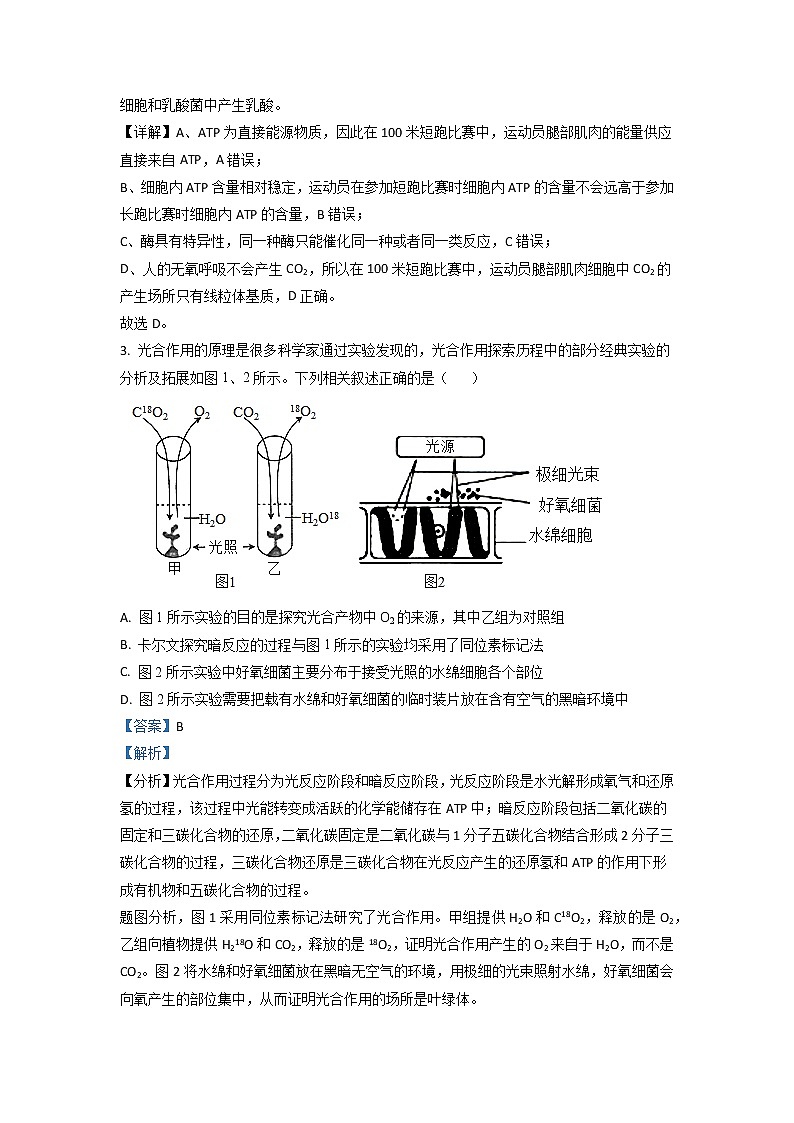 2022届宁夏回族自治区石嘴山市三中高三上学期第二次月考 生物试题（解析版）02